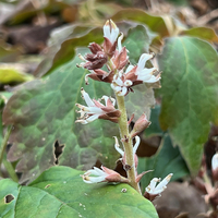 Pachysandra procumbens